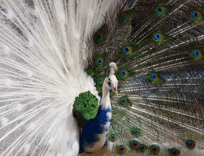Half-Albino Peacock